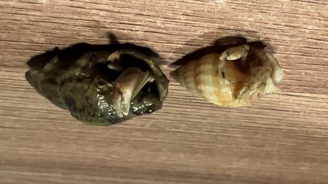 Рак отшельник ✌️😎 смотреть онлайн