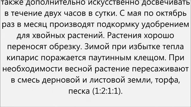 Кипарис уход.Кипарис домашний уход