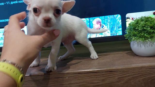 Байкал Мажорикович БЕЛЫЙ ПРОДАЖА чихуахуа 79787458062 питомник Кастропуло Крым