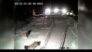 Волк загрыз собаку жесть