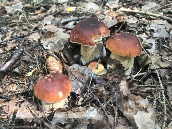 Белые грибы и боровики на новых грибных местах Выборгского района. Много красных грибов и моховиков.
