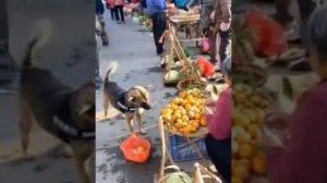 Собака с корзинкой на рынке.