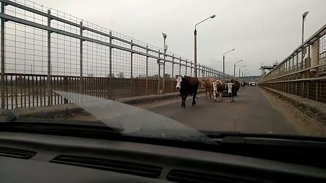 Кислые коровы, прикол смотреть онлайн