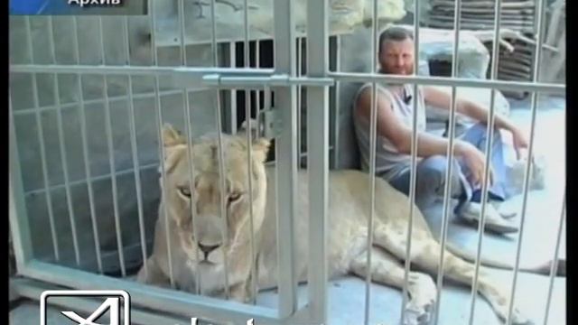 Васильевский зоопарк смотреть онлайн