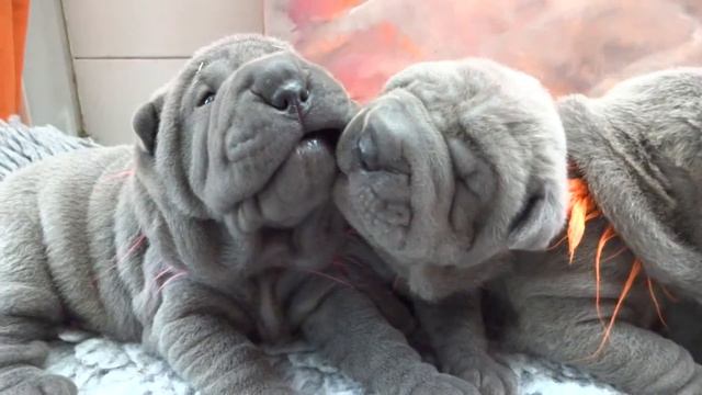 blauwe sharpei puppies ( 2 and 3 weeks old girls) смотреть онлайн