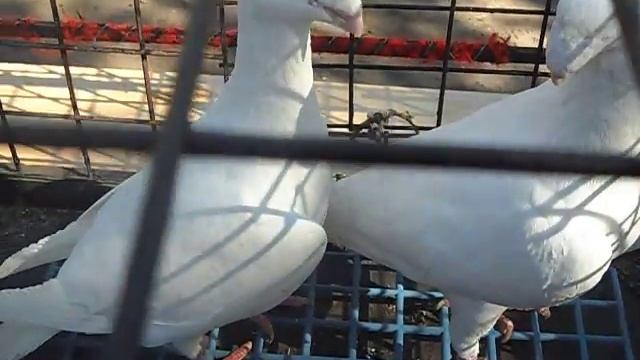 Выставка г. Конотоп 23.05.2015 - голуби породы Немецкий почтовый смотреть онлайн