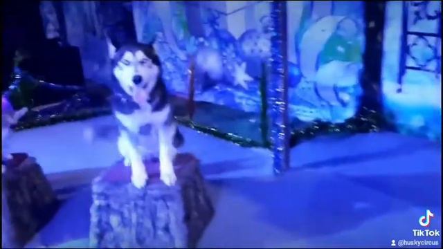 Сибирские хаски в цирке Миллиан/ Circus siberian husky смотреть онлайн