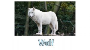 Colours of animals for kids. Amazing animals in our nature. English for Kids. Esl Vocabulary.