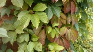 Девичий виноград осенью