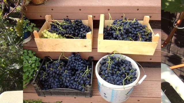 ч 2  СОЗРЕЛ ВИНОГРАД, КРИТЕРИИ СПЕЛОСТИ. И кому  ВЫГОДЕН КИШМИШ.