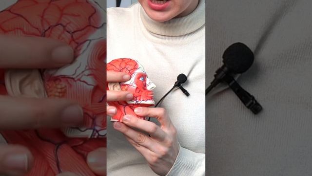 Жевательная МЫШЦА