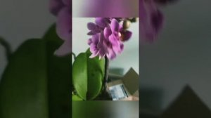 ШОК!!! Распаковка Violet Queen!!!!