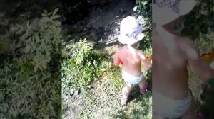 Как поливать гладиолусы?