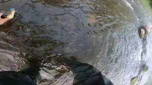 Голавль  Дон  Лето 2020