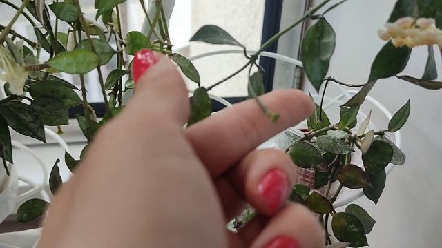 хойя Лакуноза, 5 сортов, моя коллекция. обзор смотреть онлайн