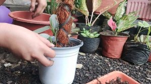 Phelodendron Hastatum "Silver Sword" and Watermelon Caladium Repotting