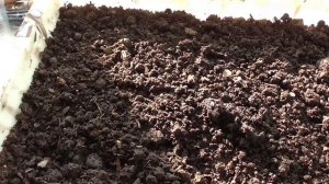 Пикирую клубнику из семян