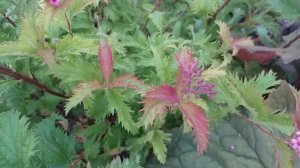 Спирея японская Crispa.Многолетний красивоцветущий кустарник.12 июня День России!!!