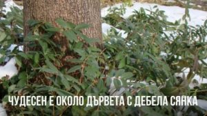 Hypericum calycinum! За покриване на пространства-Хиперикум!Вашето растение!