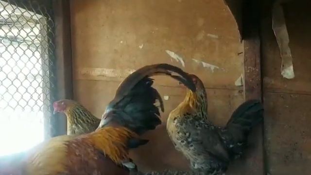 Бентамки – экзотическая карликовая порода кур смотреть онлайн