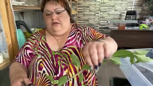 черенкование метельчатой гортензии Ванилла Фрайз