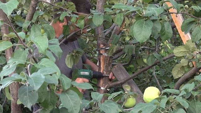 Как спасти яблоню при разломе ствола смотреть онлайн