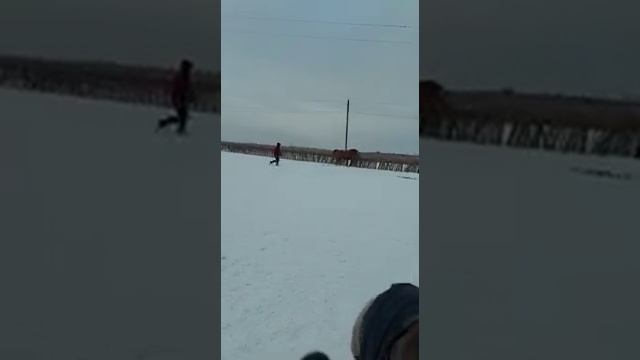 Донской жеребец Зейгер линия Забоя ! 2001 г.р. Достойный испытанный жеребец своей породы ! смотреть онлайн