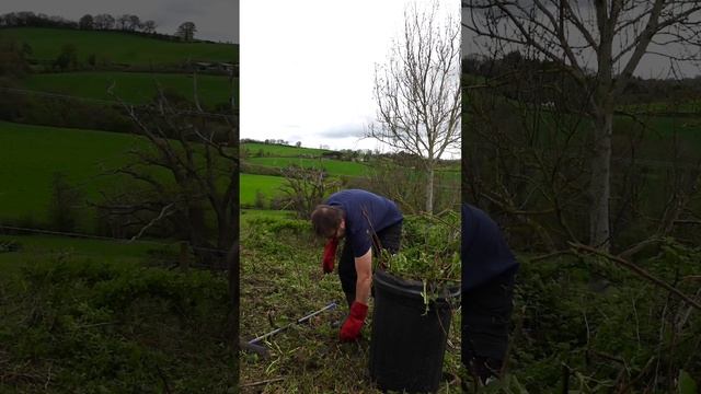 Using the Greenworks 60V Bike Handle Brush Cutter to Hack Back Brambles