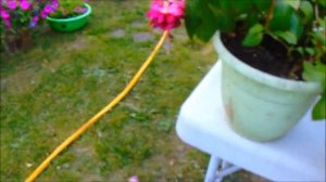 Фуксия… Цветок волшебных грез! Королева сказочного мира!