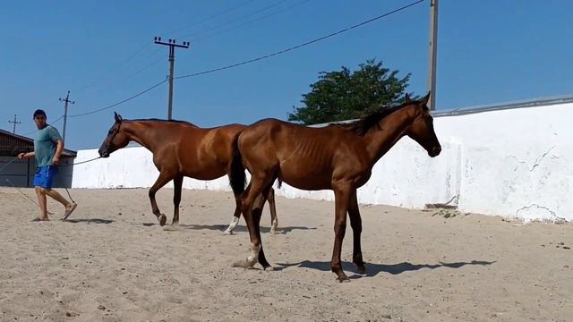 ПРОДАЖА Англо-Арабская кобылка 2023г. КЭТМЭН-КОСМЕЯ ЦЕНА по тел +79883400208 WhatsApp Telegram смотреть онлайн