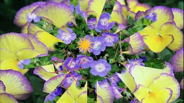 ❀ДОЛГОЦВЕТУЩИЕ МНОГОЛЕТНИКИ ДЛЯ САДА❀