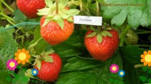 Земляника садовая Любава. Краткий обзор, описание характеристик fragaria ananassa Liubava