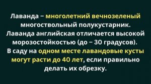 7 растений, которые отпугивают комаров - для огорода и дома