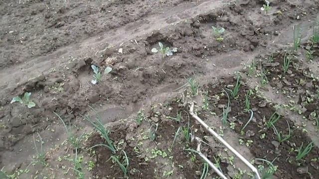 Инструмент для прополки