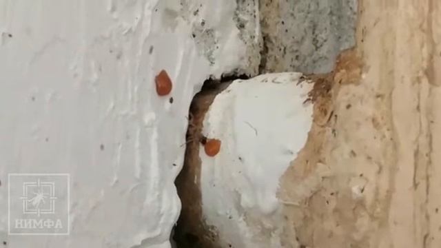 Профессиональный гель в действии. Аппетит у тараканов на УРА! смотреть онлайн