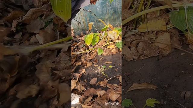 Обрезка хост на зиму. Почему я обрезаю осенью. А также нужно ли укрывать хосты на зиму? смотреть онлайн