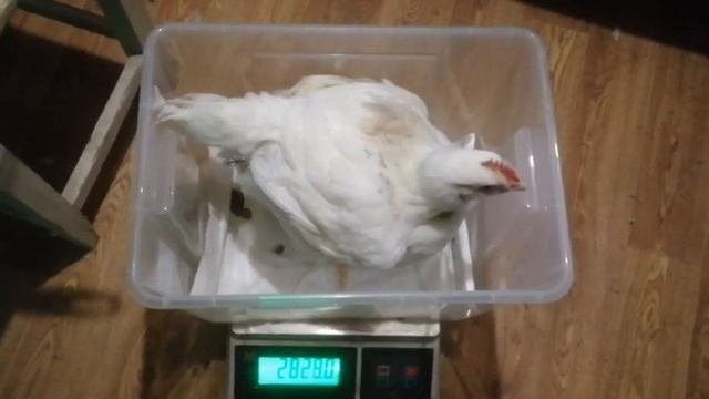 Вес бройлеров в 38 дней.