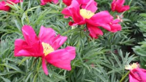 Merry Mayshine | R2 Flowers BV | Peonies