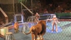 Лев нападает на дрессировщика во Львовском цирке!! Просто жесть...