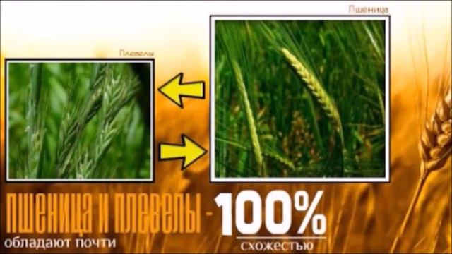 Матф.13:24 Притча "О плевелах" смотреть онлайн