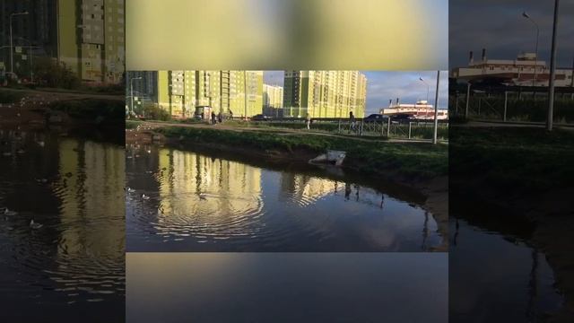 Незаконная дорога#Мурино#САНКТ-ПЕТЕРБУРГ смотреть онлайн