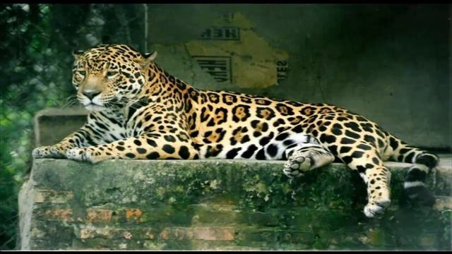 ягуар животное часть 9 смотреть онлайн