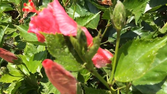 Hibiscus Rosa Sinesis Red Flowers In Garden #hibiscus#gardening #worldgardeners смотреть онлайн