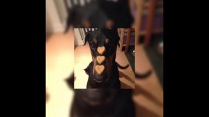 daft punk ft. julian casablancas - instant crush (sped up)