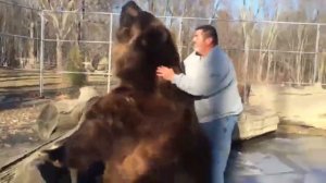 Мужчина Играет С Медведем.