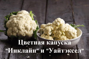 Цветная капуста японские сорта "Инклайн" и "Уайтэксел".Краткое видео как я сажаю цветную капусту.