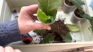 Стрептокарпусы, пересадка и моменты выращивания