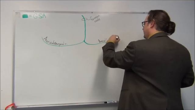 Neuroanatomy - Cranial Nerve V - Drawing the Trigeminal Nerve Pathways