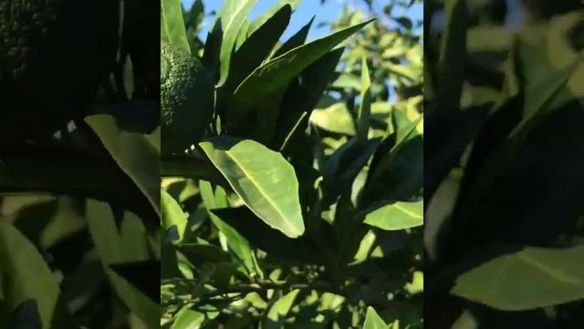 Абхазские мандарины загорают смотреть онлайн