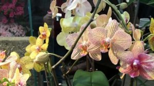 Internationale Orchideen Ausstellung 2011 - Stift Klosterneuburg